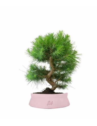 Pinus halepensis 9 anni | Pino d'Aleppo