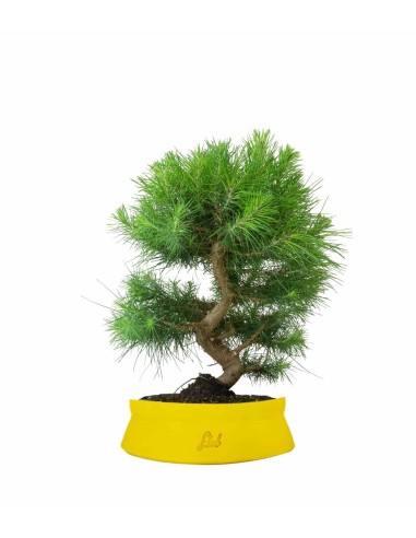 Pinus halepensis 9 Years