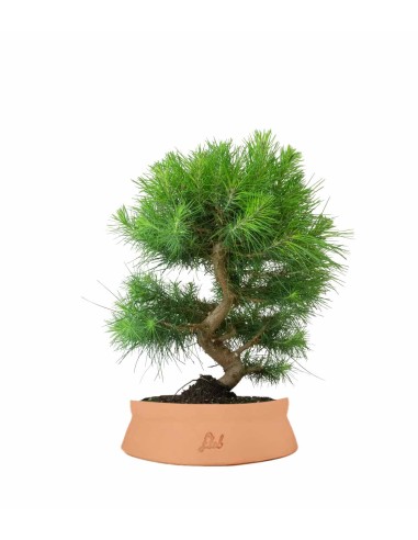 Pinus halepensis 9 anni | Pino d'Aleppo
