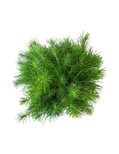 Pinus halepensis 9 Years