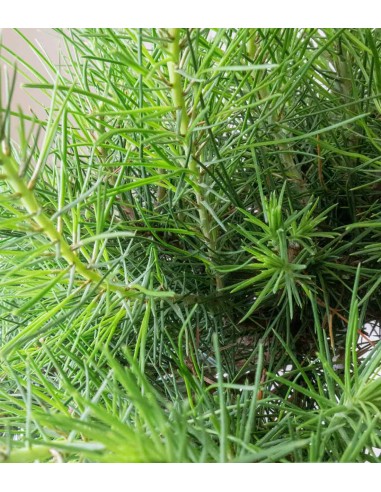 Pinus halepensis 9 anni | Pino d'Aleppo