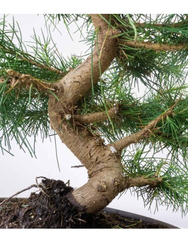 Pinus halepensis 9 Years