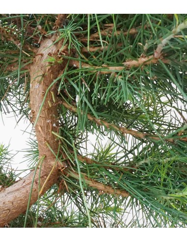 Pinus halepensis 9 Years