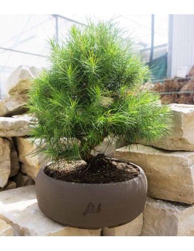 Pinus halepensis 9 Years