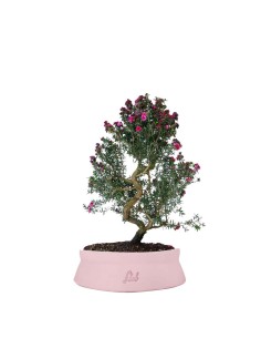 Leptospermum bonsai 10 anni