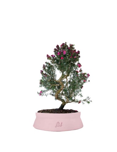 Leptospermum bonsai 10 anni