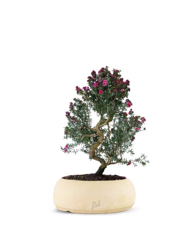 Leptospermum bonsai 10 anni