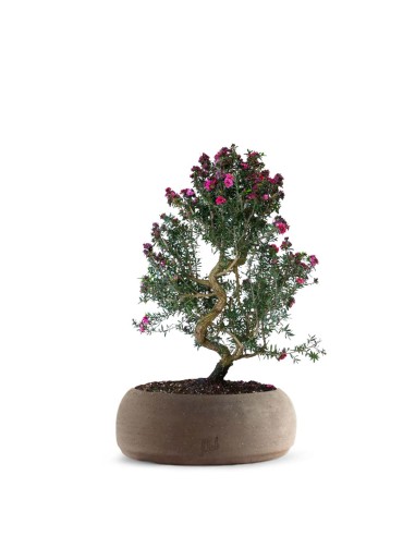 Leptospermum bonsai