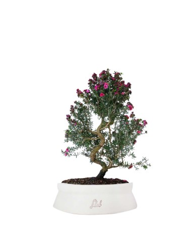 Leptospermum bonsai