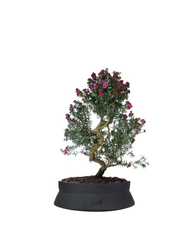 Leptospermum bonsai