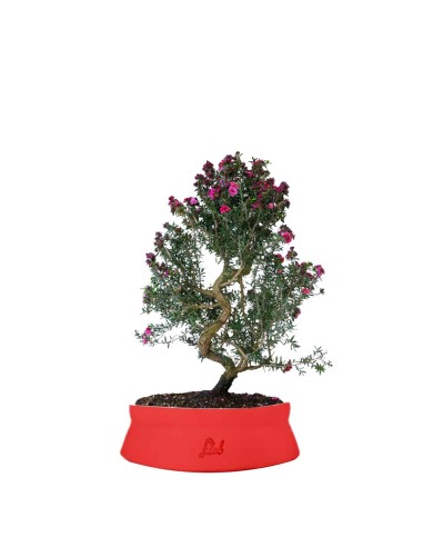 Leptospermum bonsai 10 anni