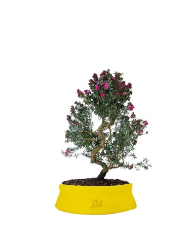 Leptospermum bonsai 10 anni