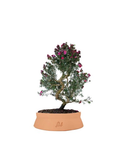 Leptospermum bonsai 10 anni