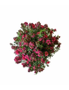 Leptospermum bonsai 2