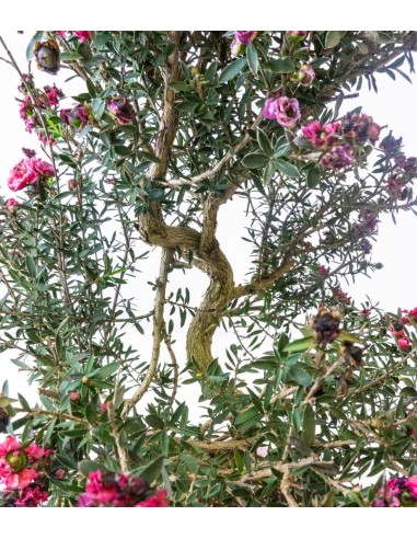 Leptospermum bonsai 10 anni
