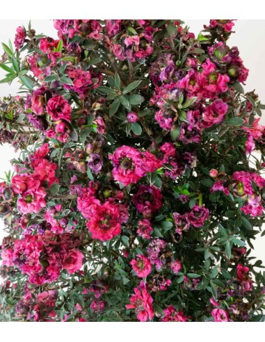 Leptospermum bonsai