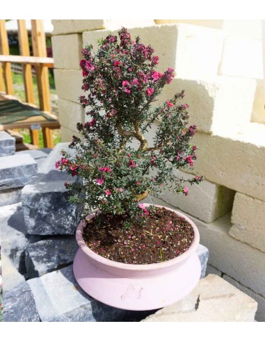 Leptospermum bonsai