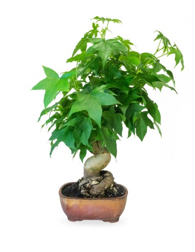 Liquidambar Bonsai esemplare 18 anni