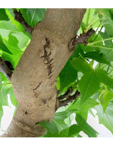 Liquidambar Bonsai esemplare 18 anni