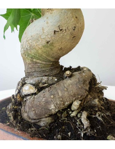 Liquidambar Bonsai esemplare 18 anni