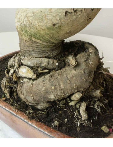 Liquidambar Bonsai esemplare 18 anni