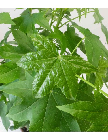 Liquidambar Bonsai esemplare 18 anni