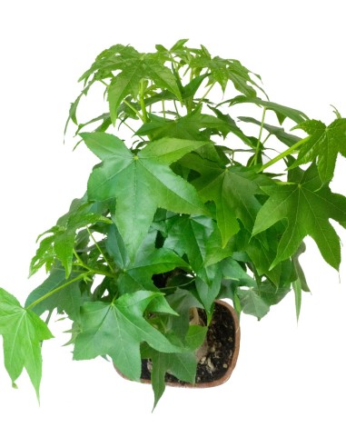 Liquidambar Bonsai esemplare 18 anni