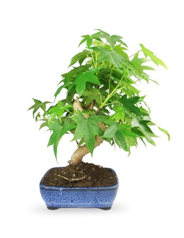 Liquidambar Bonsai esemplare 13 anni