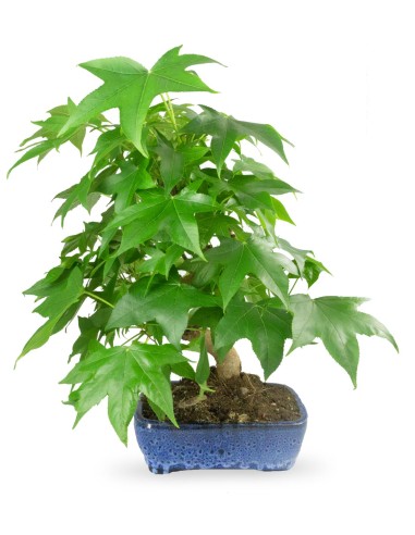 Liquidambar Bonsai esemplare 13 anni
