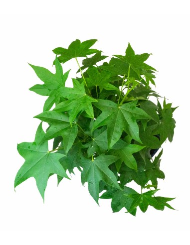 Liquidambar Bonsai esemplare 13 anni