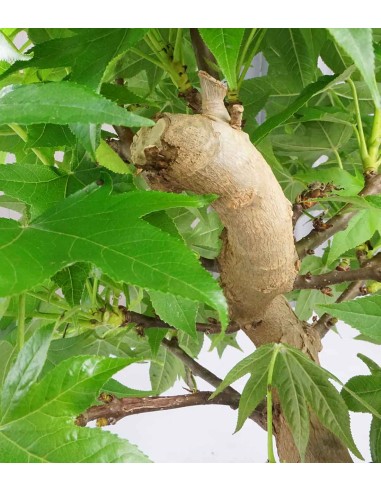 Liquidambar Bonsai esemplare 13 anni
