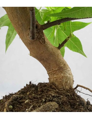 Liquidambar Bonsai esemplare 13 anni