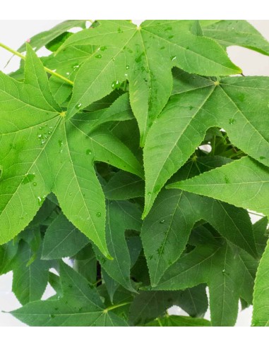 Liquidambar Bonsai esemplare 13 anni