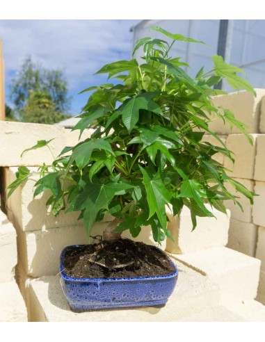 Liquidambar Bonsai esemplare 13 anni