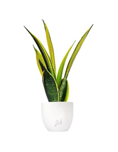 Sansevieria "Golden Flame"