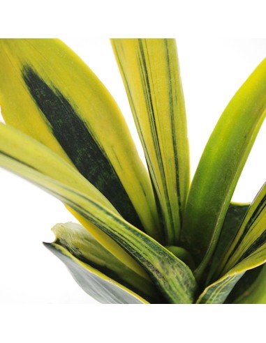 Sansevieria "Golden Flame"