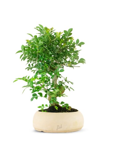 Frassino Bonsai 9 anni