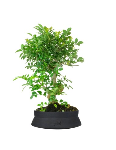 Frassino Bonsai 9 anni