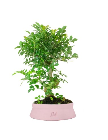 Frassino Bonsai 9 anni