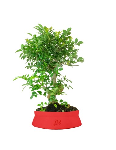 Frassino Bonsai 9 anni
