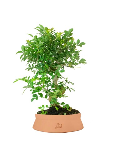 Frassino Bonsai 9 anni