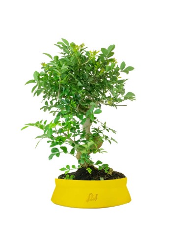 Frassino Bonsai 9 anni