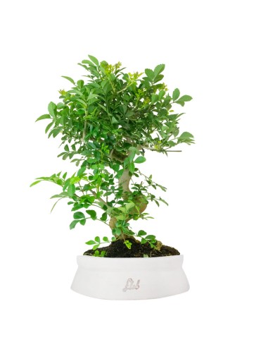 Frassino Bonsai 9 anni
