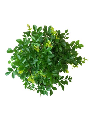 Frassino Bonsai 9 anni