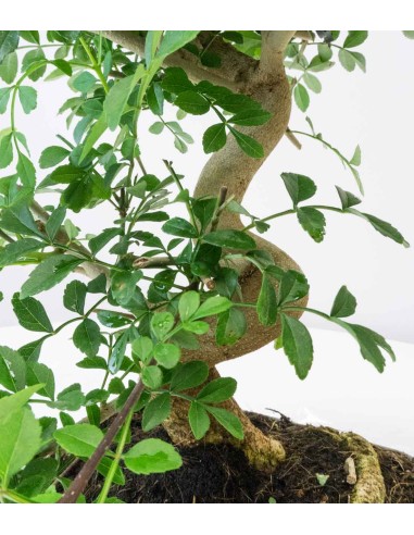 Frassino Bonsai 9 anni