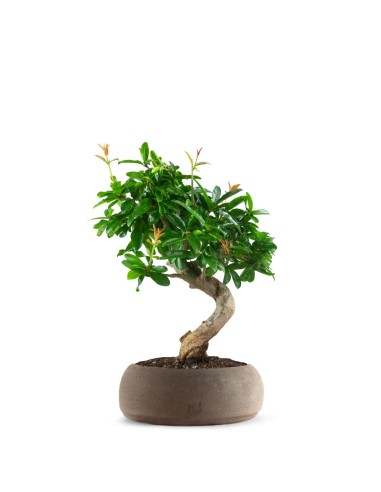 Punica Granatum Bonsai | Melograno 14...
