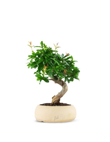 Punica Granatum Bonsai | Melograno 14...