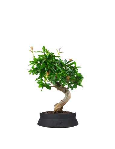 Punica Granatum Bonsai | Melograno 14...