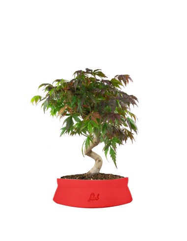 Acero palmato atropurpureum | bonsai...