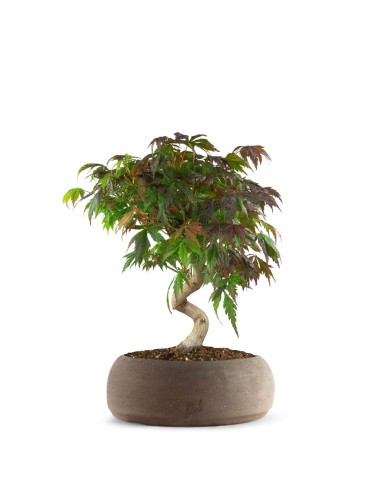 Acero palmato atropurpureum | bonsai...